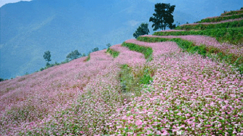 Buckwheat flower in Ha Giang