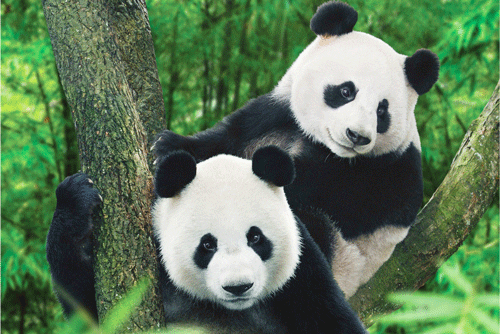 Chengdu Research Base of Giant Panda Breeding - Chengdu Travel Guide