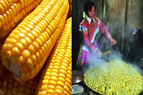 Corn liquor in Na Hang