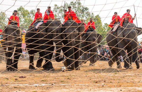 Elephants playing football - festival in Central Highlands