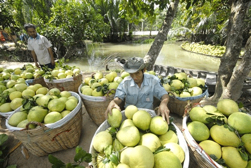 Grapefruit in Vinh Long - Vinh Long Travel Guide