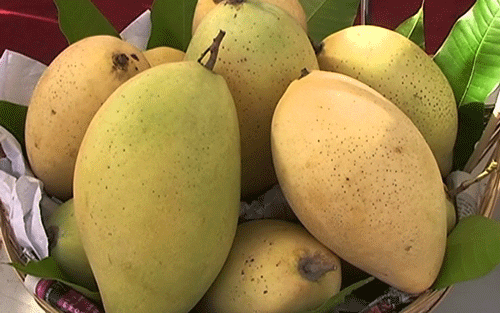 Hoa Loc Mango - Cai Be