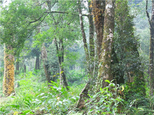 Hoang Lien Son National Park - Lai Chau Travel Guide