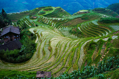 Longji Rice Terraces - Guilin Travel Guide