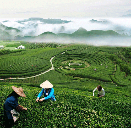 Meijiawu Tea Village - Hangzhou Travel Guide