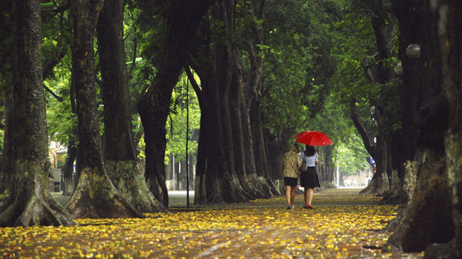Phan Dinh Phung Street - the most romantic street in Hanoi - Things to do in Hanoi autumn