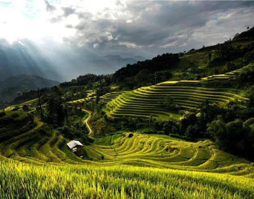 Rice terraces in Hoang Su Phi - Ha Giang Travel Guide