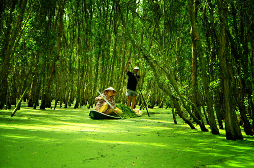 Tra Su Capujut Forest - Mekong Delta Travel Guide