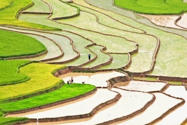 Mu Cang Chai shines with vibrant terraces under clear June in Vietnam skies.