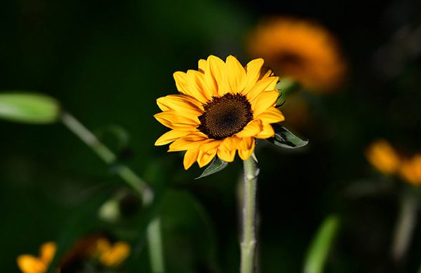 A beautiful and lovely sunflower towards the Sun light