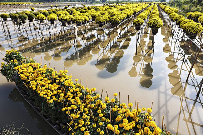 A boat full of beautiful blossom flowers on the paddy fields where many kinds of flowers are planted in Sa Dec flower village