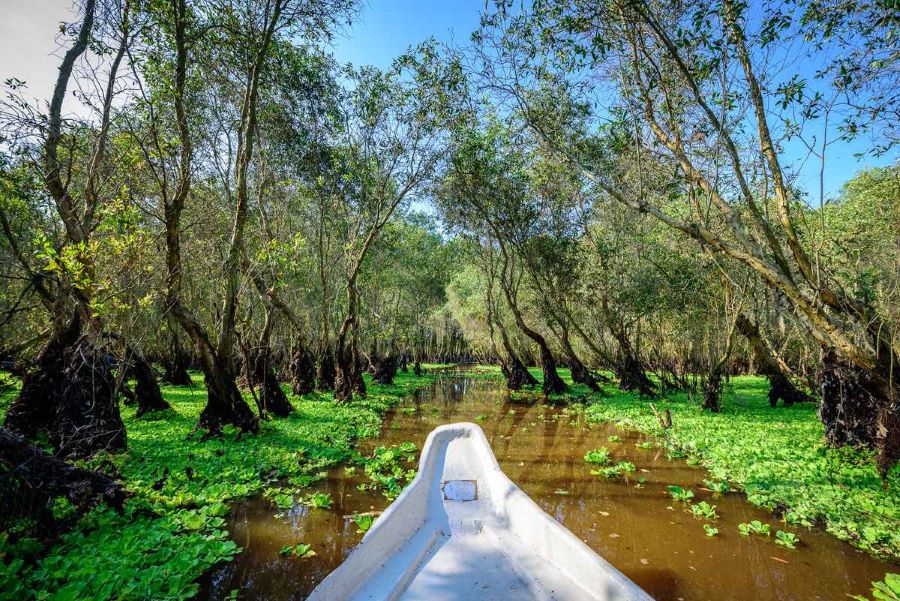 Tra Su Cajuput Forest reveals a submerged wonderland of tranquil, green beauty