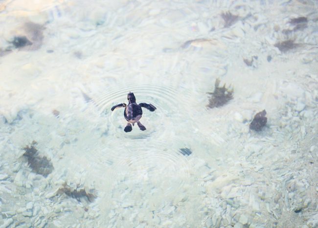 A turtle swimming on cool water at Con Dao National Park