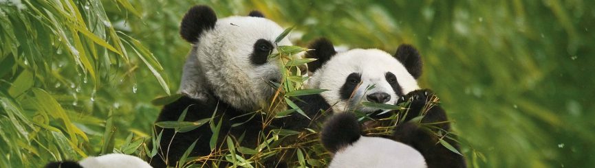 Panda & Ancient Cities in China in 8 Days