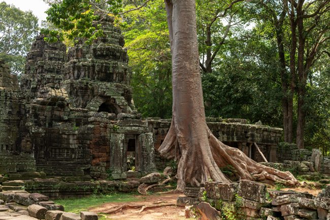 Banteay Kdei with a huge tree growing out of the stones