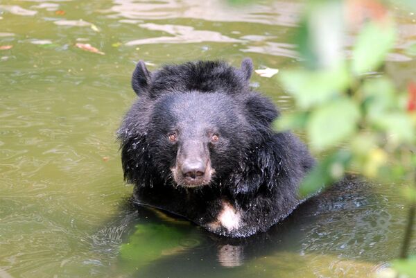Bear rescue center at Nam Cat Tien National Park