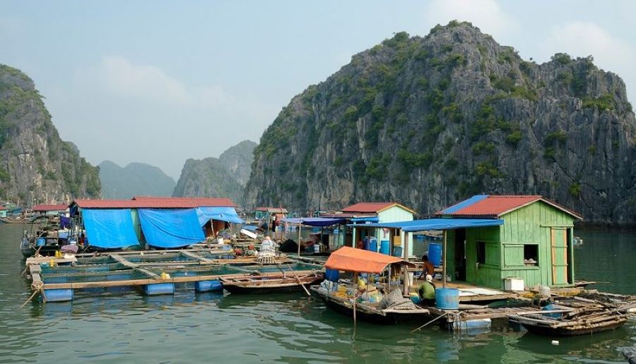 Cat Ba 2025 travel guide explores Ben Beo Fish Market’s vibrant morning hustle
