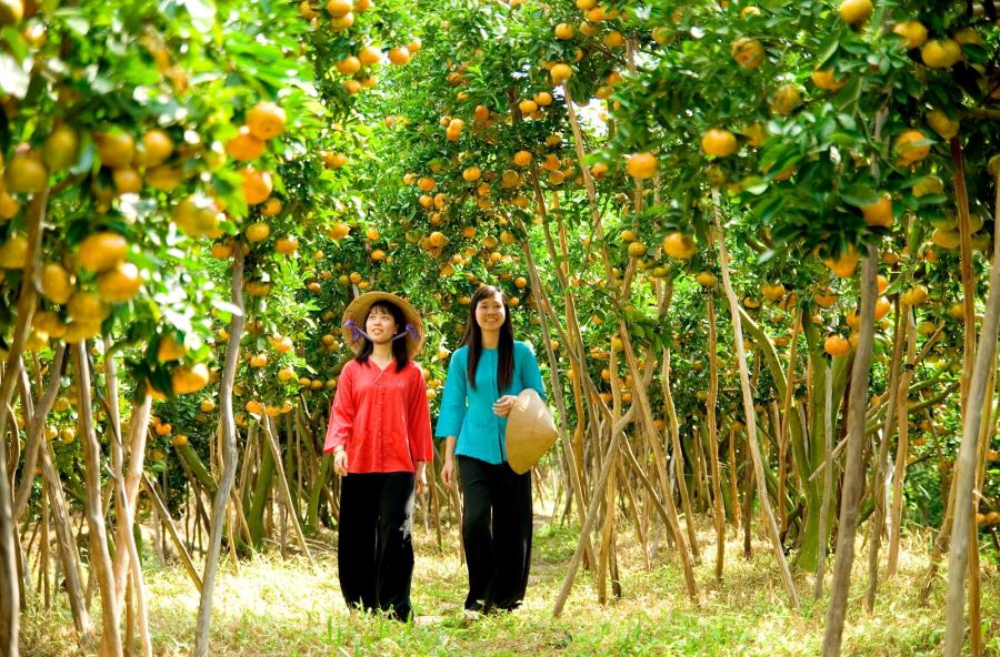 Cai Mon – Cho Lach’s orchards truly shine as best places to visit in South Vietnam.