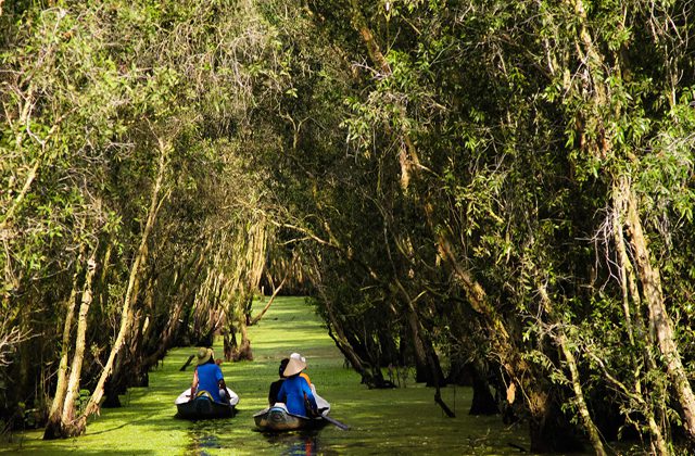 Admiring a capujut forest in Mekong is an ideal activity to experience