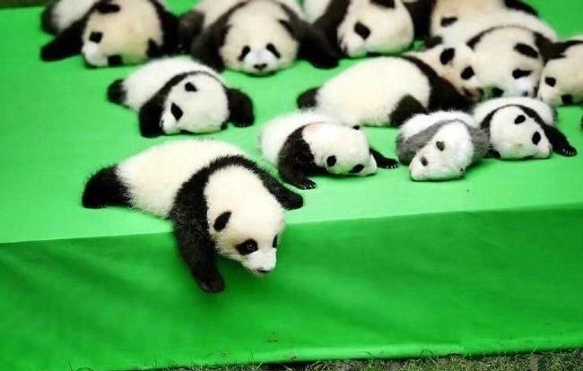 Chengdu Research Base of Giant Panda Breeding - 10 best places to visit in China