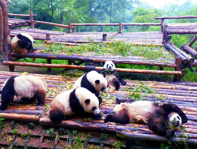 Chengdu Research Base of Giant Panda Breeding - 10 best places to visit in China