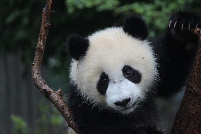 Chengdu Research Base of Giant Panda Breeding - 10 best places to visit in China