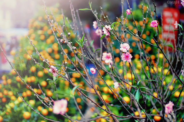 Cherry flower for Lunar New Year