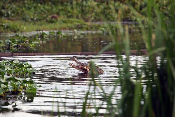 Crocodiles at Nam Cat Tien
