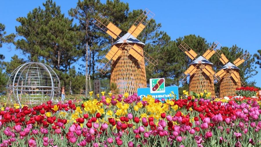 Celebrate on Da Lat’s roads of spring, where blossoms and culture joyfully meet