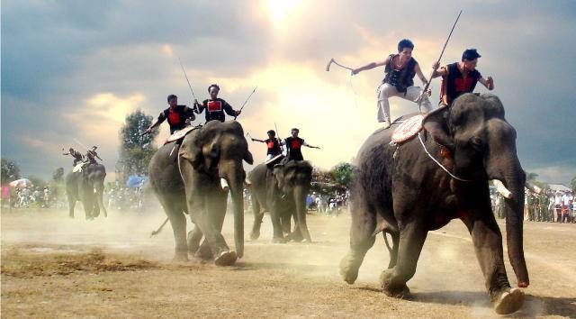 Elephant racing festival