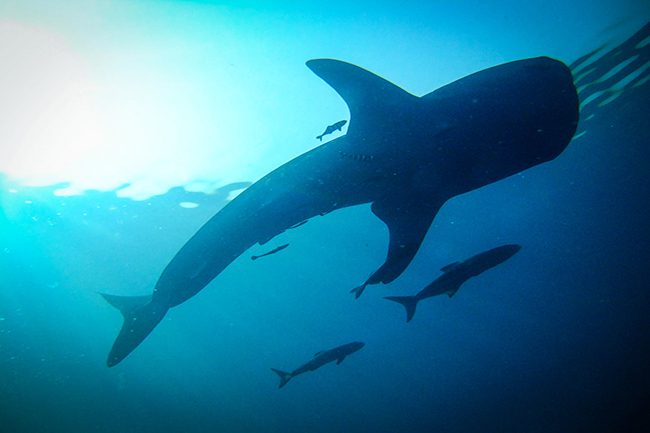Diving in Mergui to admire the most adorable sea creatures!