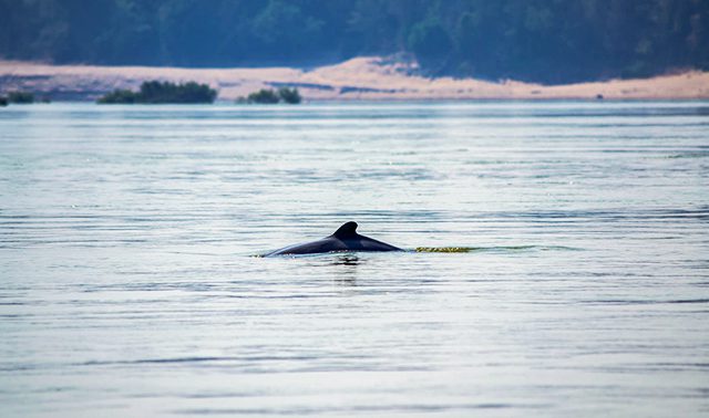 Do not let these lovely dolphins exploring the river alone - let's kayak!