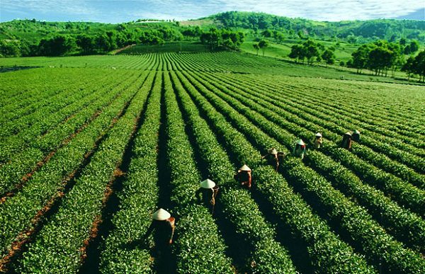 Dong Giang Hill Tribe