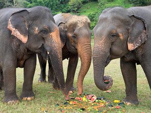 Elephant Nature Park - Chiang Mai
