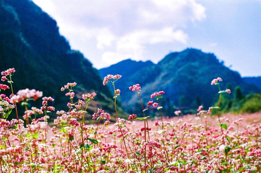 Scenic view of the flower season in Ha Giang with colorful blossoms across lush mountain landscapes