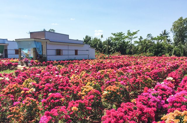 Flower Village of Sa Dec under sunlights