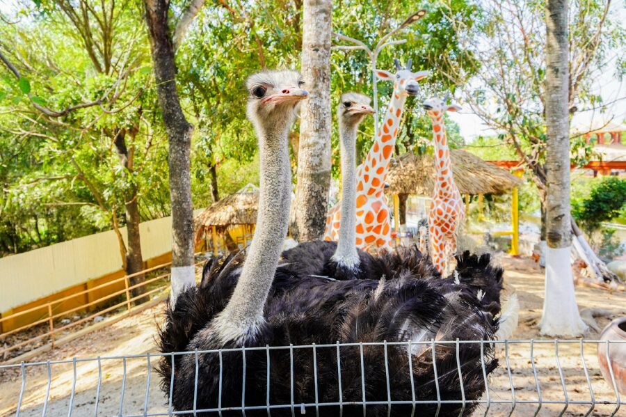 Suoi Tien theme park showcases Giang Son Bach Thu’s mythical mountain scenery.