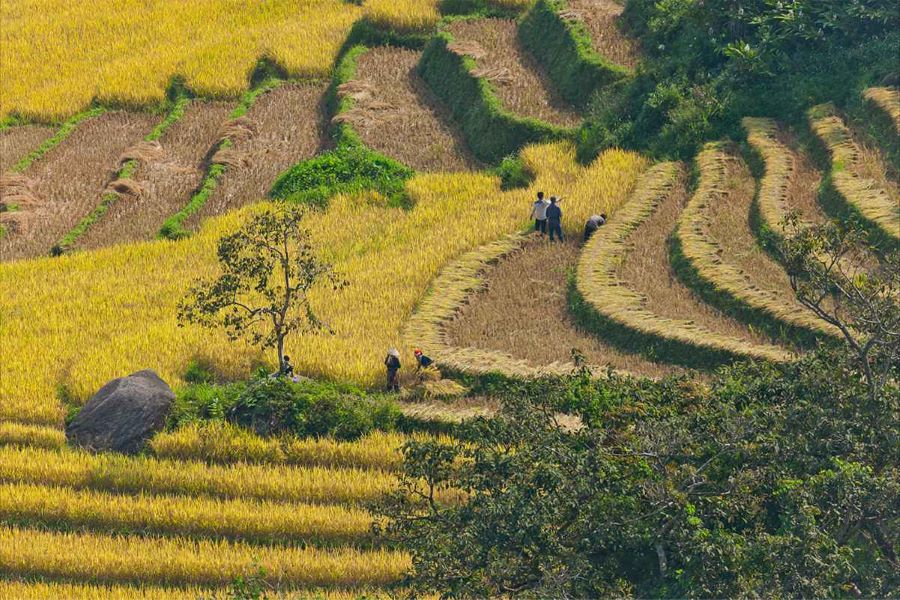Fields of gold shine across Ta Van Village during peak harvest time.