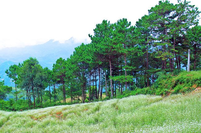 Buckwheat flowers near Khau Pha paragliding area