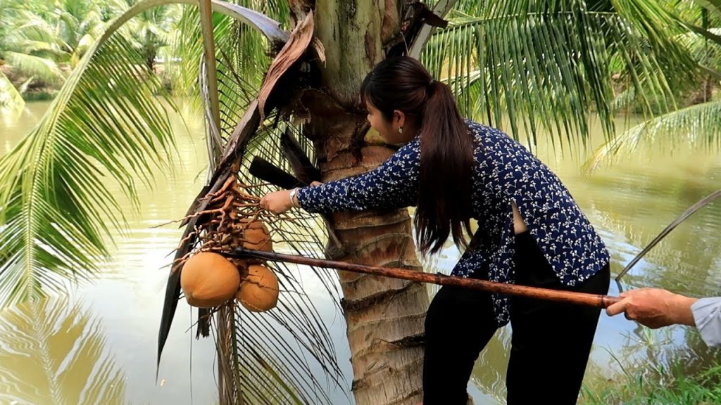 A Central woman picking up coconuts