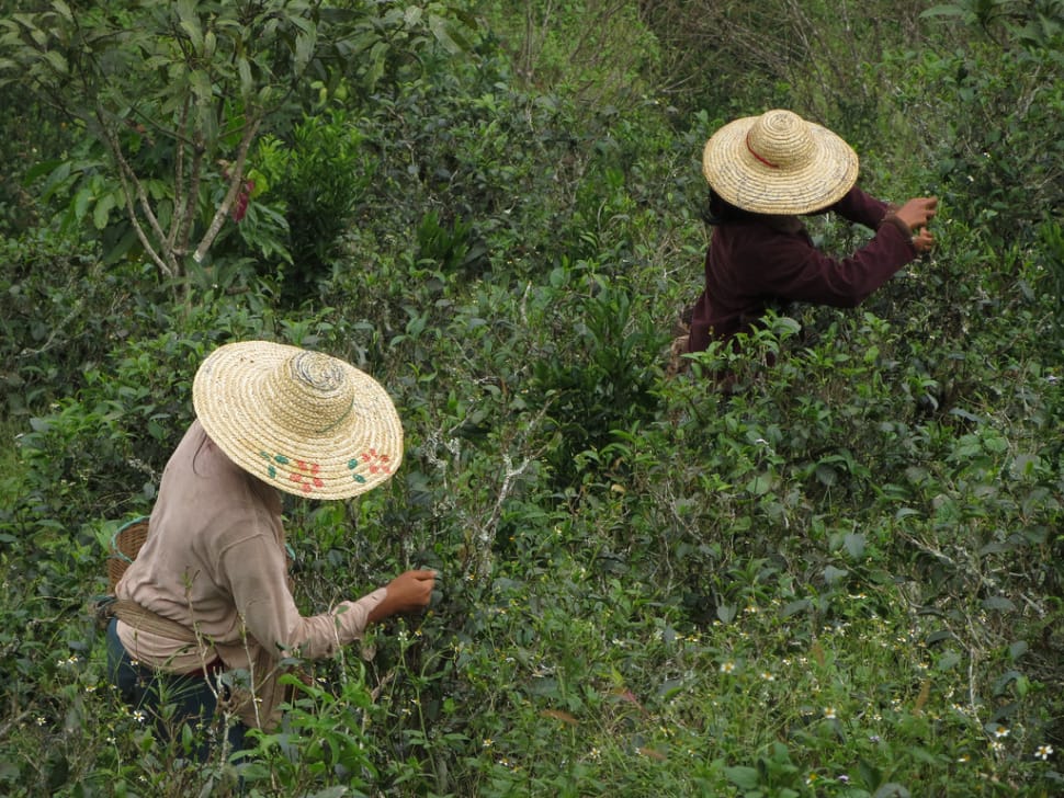 Harvesting tea in Hsipaw - Trekking in Myanmar