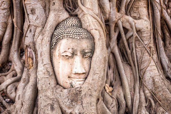 Head of the Buddha statue in the tree roots at Wat Mahathat temple.