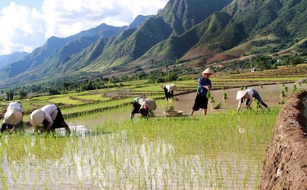 Northwest Vietnam highland farmers