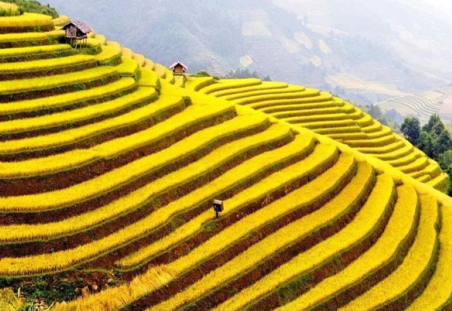 In Hoang Su Phi’s Ho Thau, green terraces weave timeless mountain beauty.