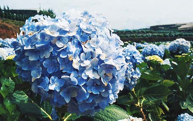 A poetic corner in Hydrangea Garden of Da Lat