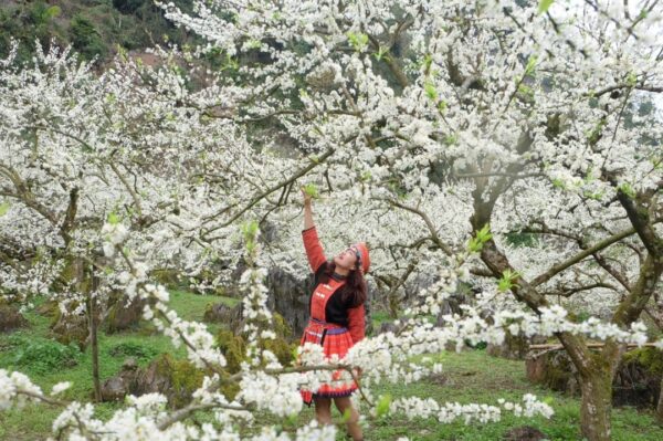 White plum blossoms in northwest Vietnam