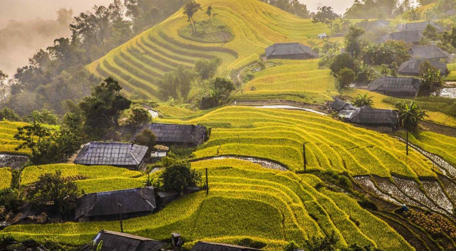 Hoang Su Phi’s terraced rice fields carve graceful patterns into the towering green hillsides.