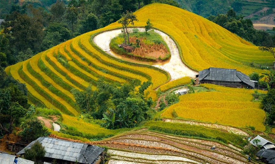 Hoang Su Phi whispers stories through endless rice steps carved in mountains.