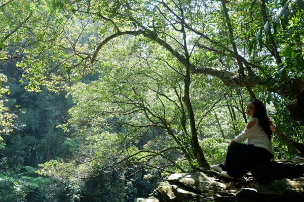 Inside Bach Ma forrest.