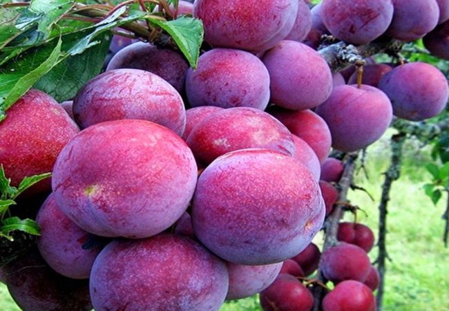 Juicy Tam Hoa plums from highland orchards